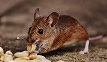 24-hour-pest-control Experts in Jksn